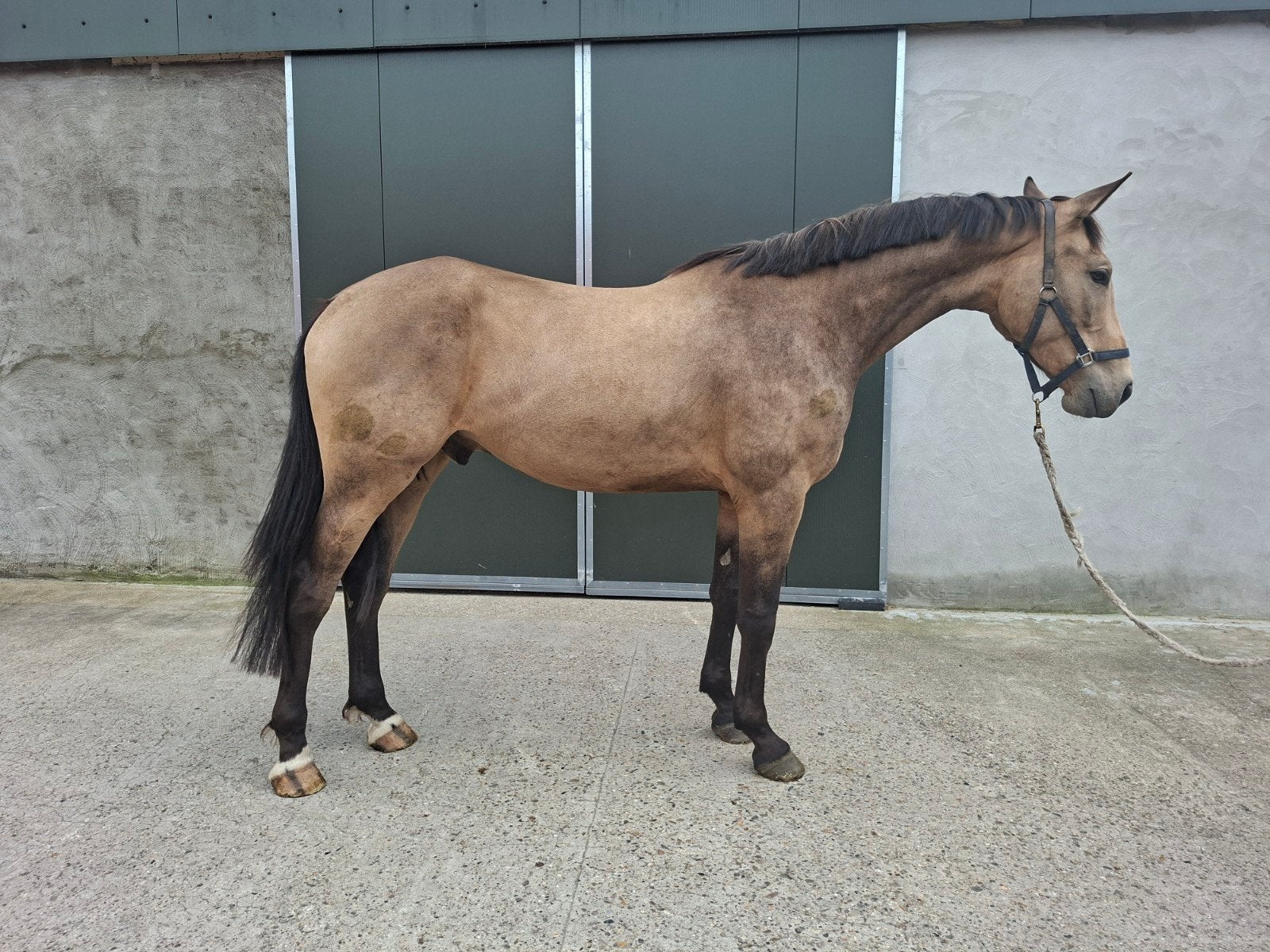 4 jarige ruin check in II x royal feu, Dieren en Toebehoren, Paarden, Springpaard, Ruin, Onbeleerd, 170 tot 175 cm