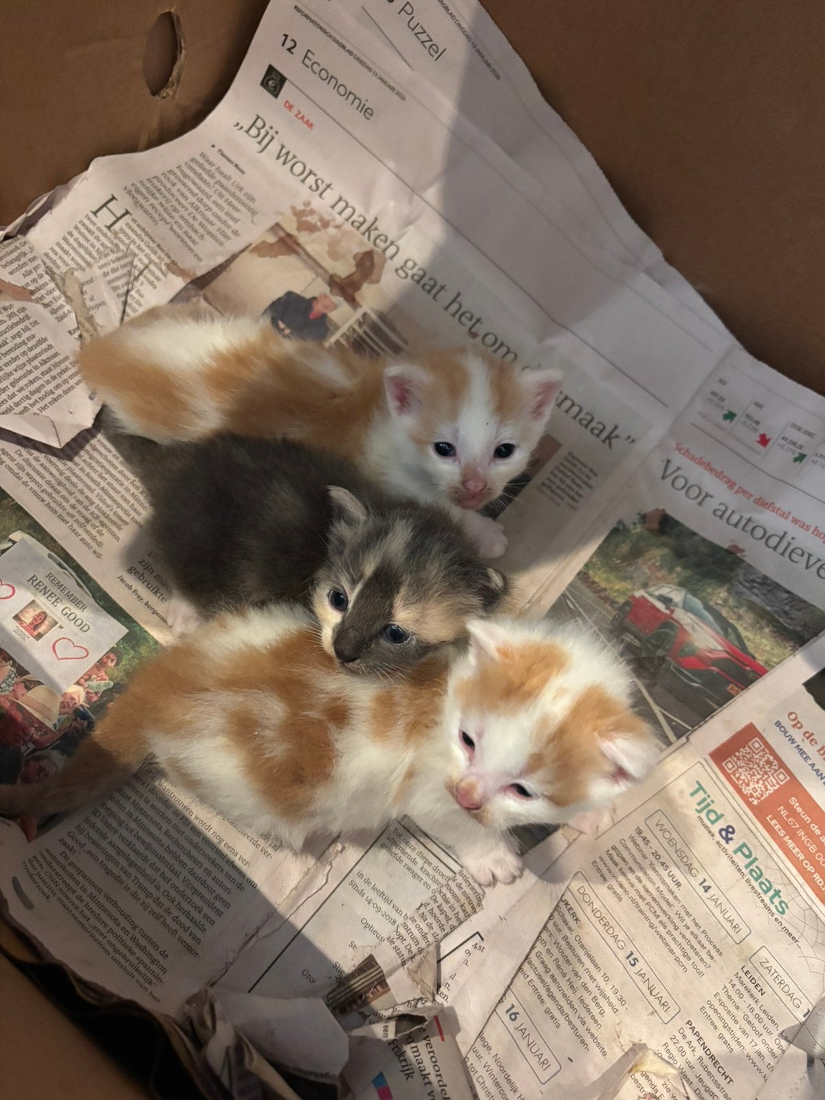 Lieve kittens, Dieren en Toebehoren, Meerdere dieren, 0 tot 2 jaar