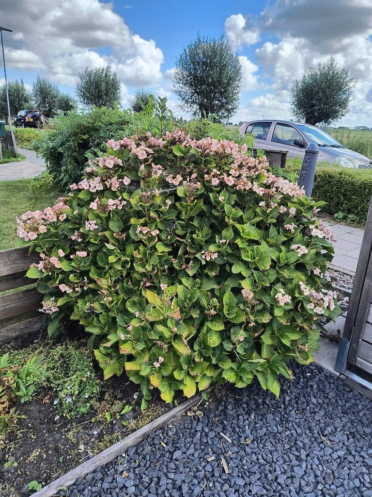 Hortensia (gratis, maar zelf uitgraven), Vaste plant, Halfschaduw, Zomer, Ophalen