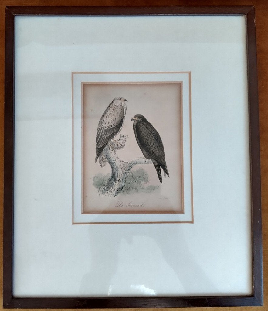 Twee handgekleurde originele gravures van roofvogels - 1860, 1800 - 1899, Ophalen of Verzenden, Gravure, Flora en Fauna
