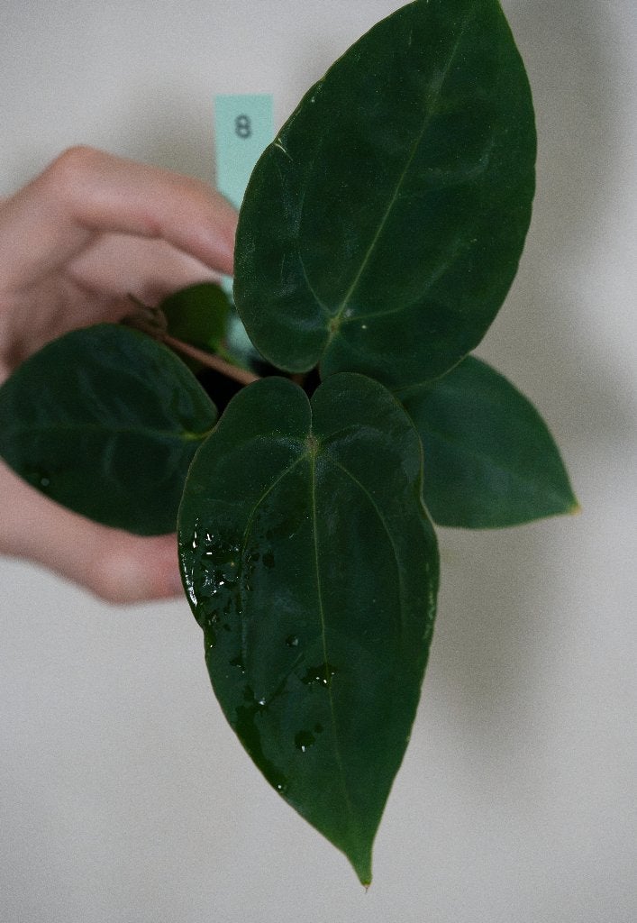 Anthurium Michelle x Papillilaminum zaailing #8, Overige soorten, Minder dan 100 cm, Groene kamerplant, Halfschaduw