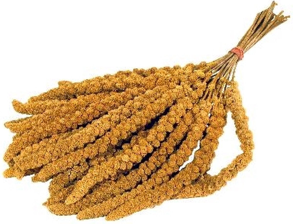 verse trosgierst, Ophalen of Verzenden, Nieuw