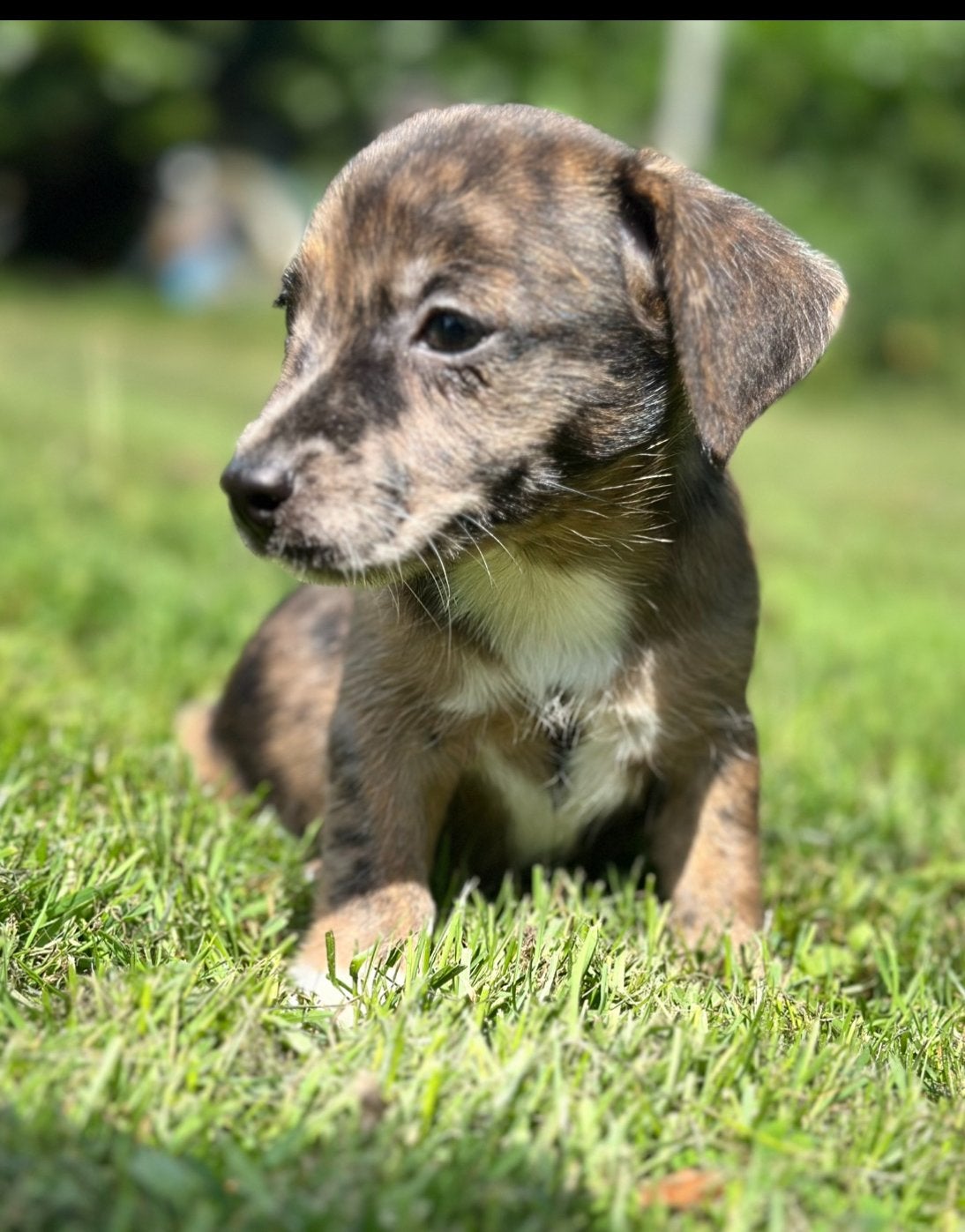 Prachtige Jack Russel aangeboden., Jack Russell Terriër, 8 tot 15 weken, Parvo, Meerdere