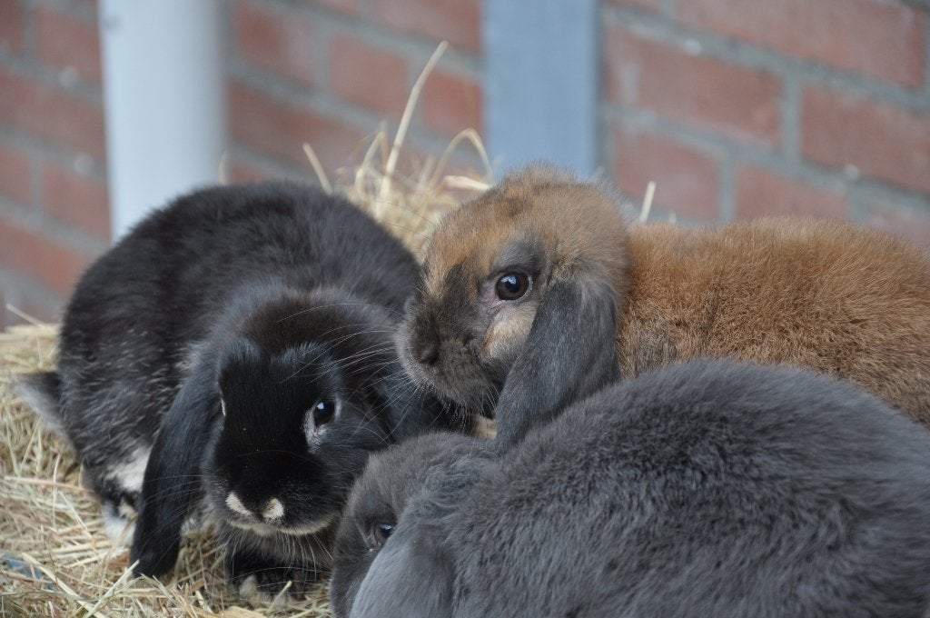 Jonge nederlandse hangoor dwerg konijnen NHD, Dieren en Toebehoren, Konijnen, Vrouwelijk, Dwerg, Hangoor
