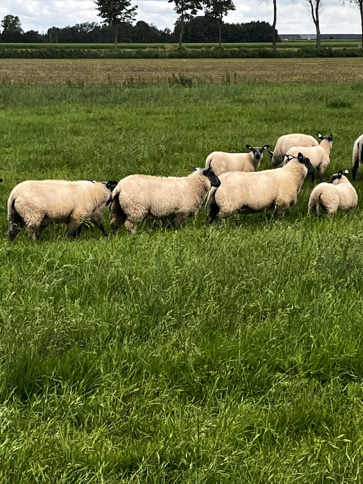 Bleu Du Maine, Mannelijk, Schaap
