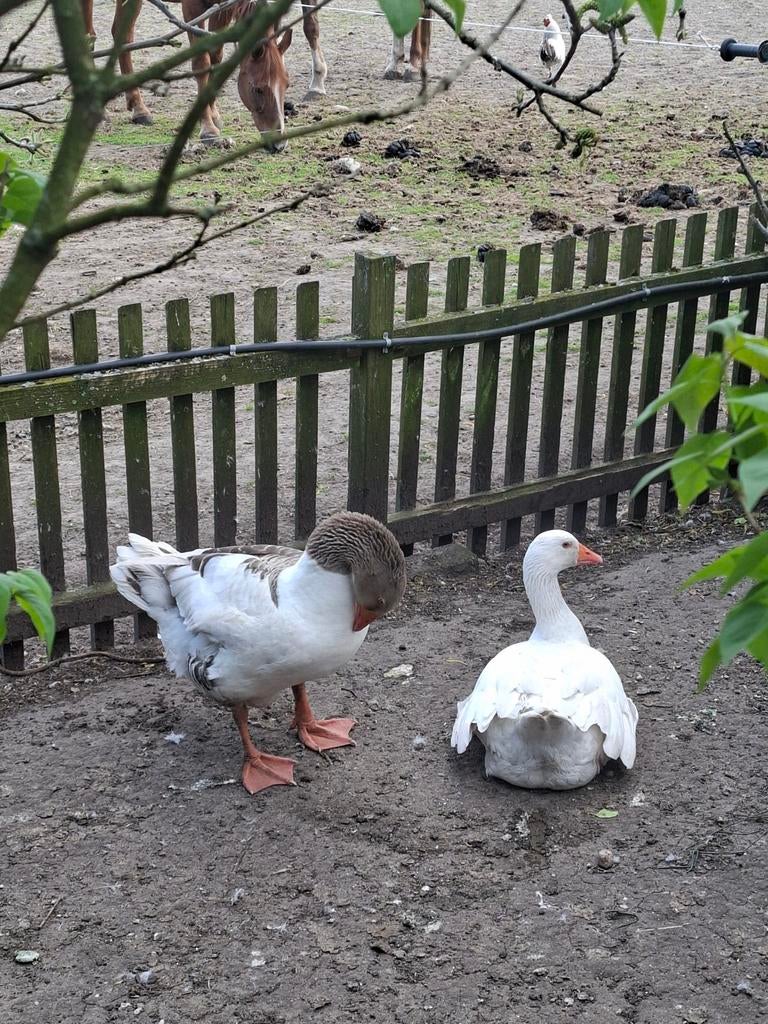 Koppeltje boerenganzen., Dieren en Toebehoren, Pluimvee, Meerdere dieren, Gans of Zwaan