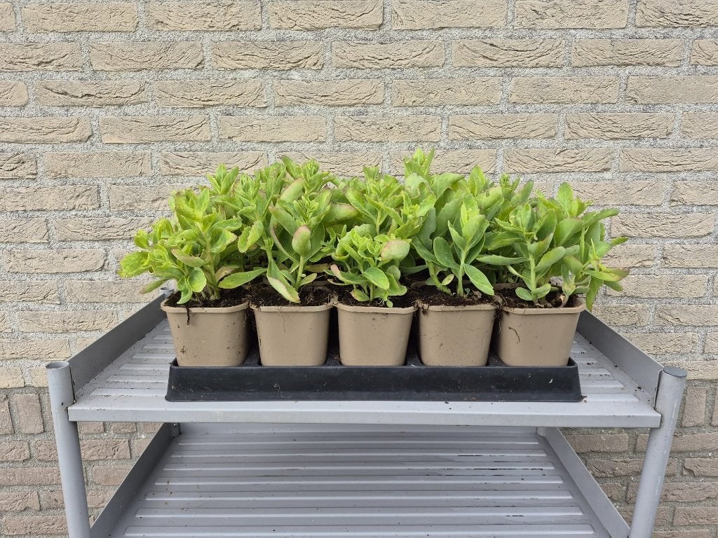 Sedum "herbstfreude" Hemelsleutel, Tuin en Terras, Planten | Tuinplanten, Ophalen, Bodembedekkers, Vaste plant, Halfschaduw
