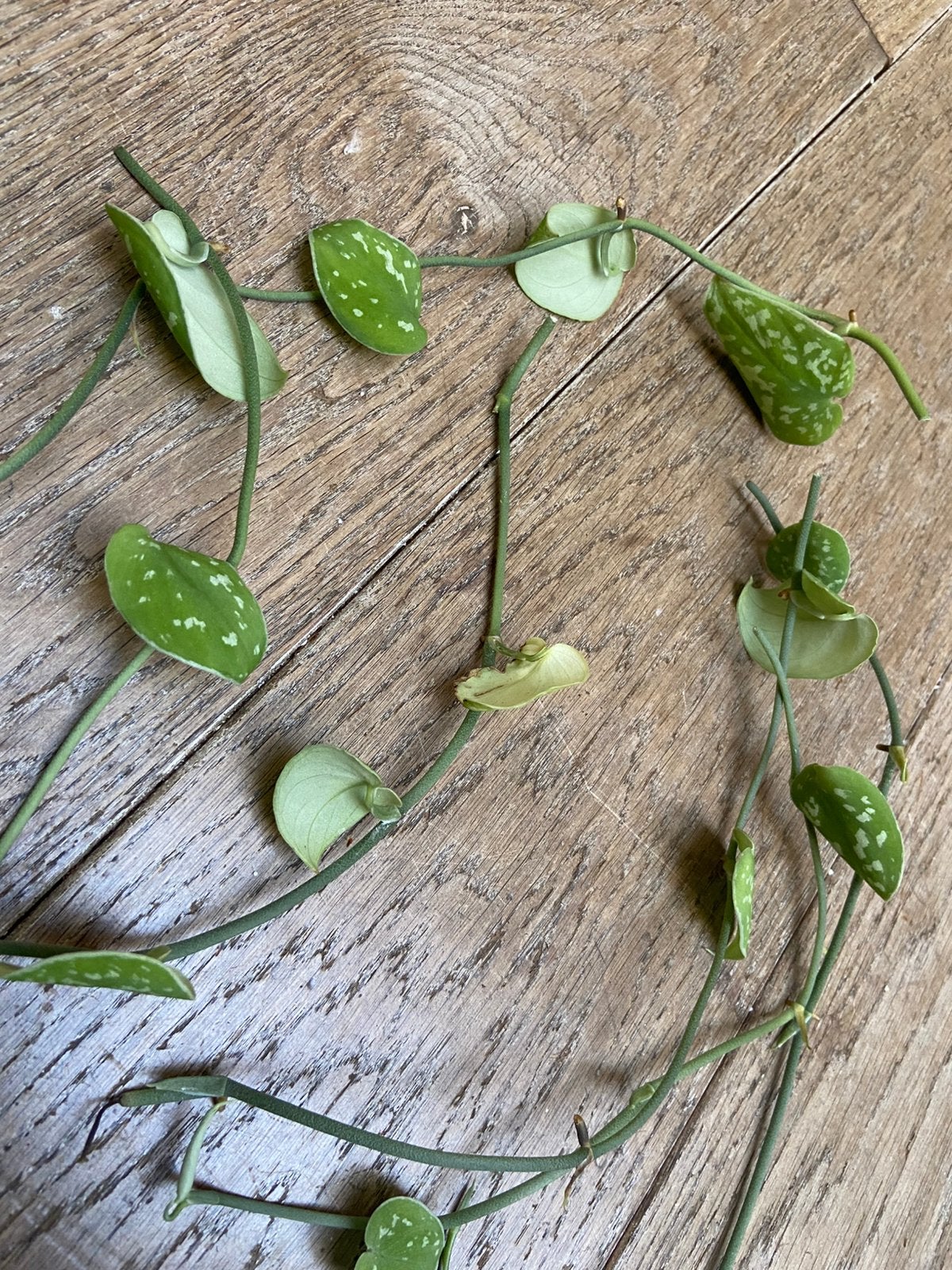 Scindapsus pictus bundel lange stekken, Huis en Inrichting, Kamerplanten, Minder dan 100 cm, Halfschaduw, Ophalen of Verzenden