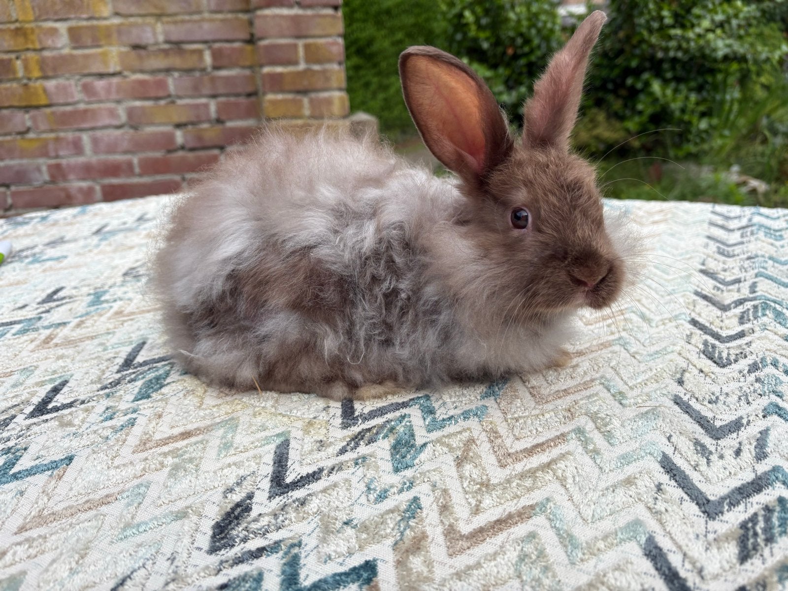 Satijnangora konijnen 10 weken oud, Dieren en Toebehoren, Meerdere dieren, Groot