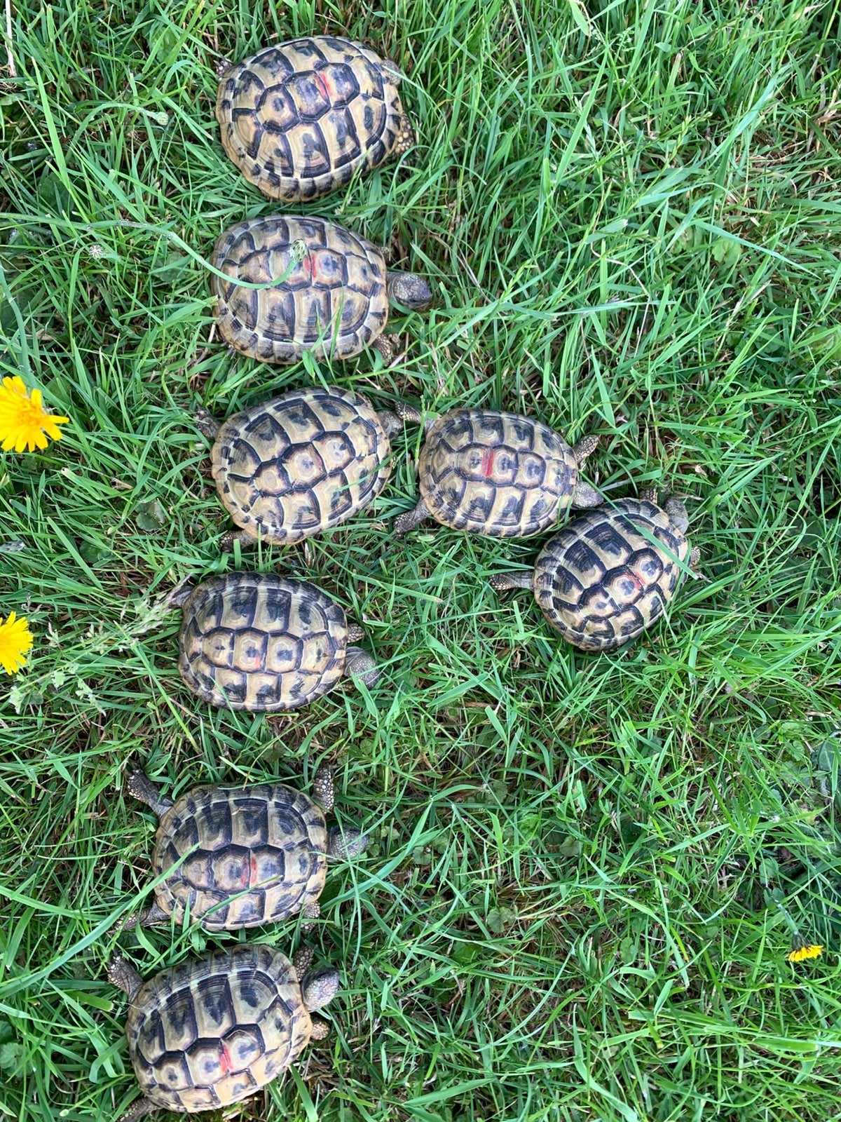 Griekse landschildpad - Testudo Hermanni Boetgerie Tortoise - male for sale from Annemie