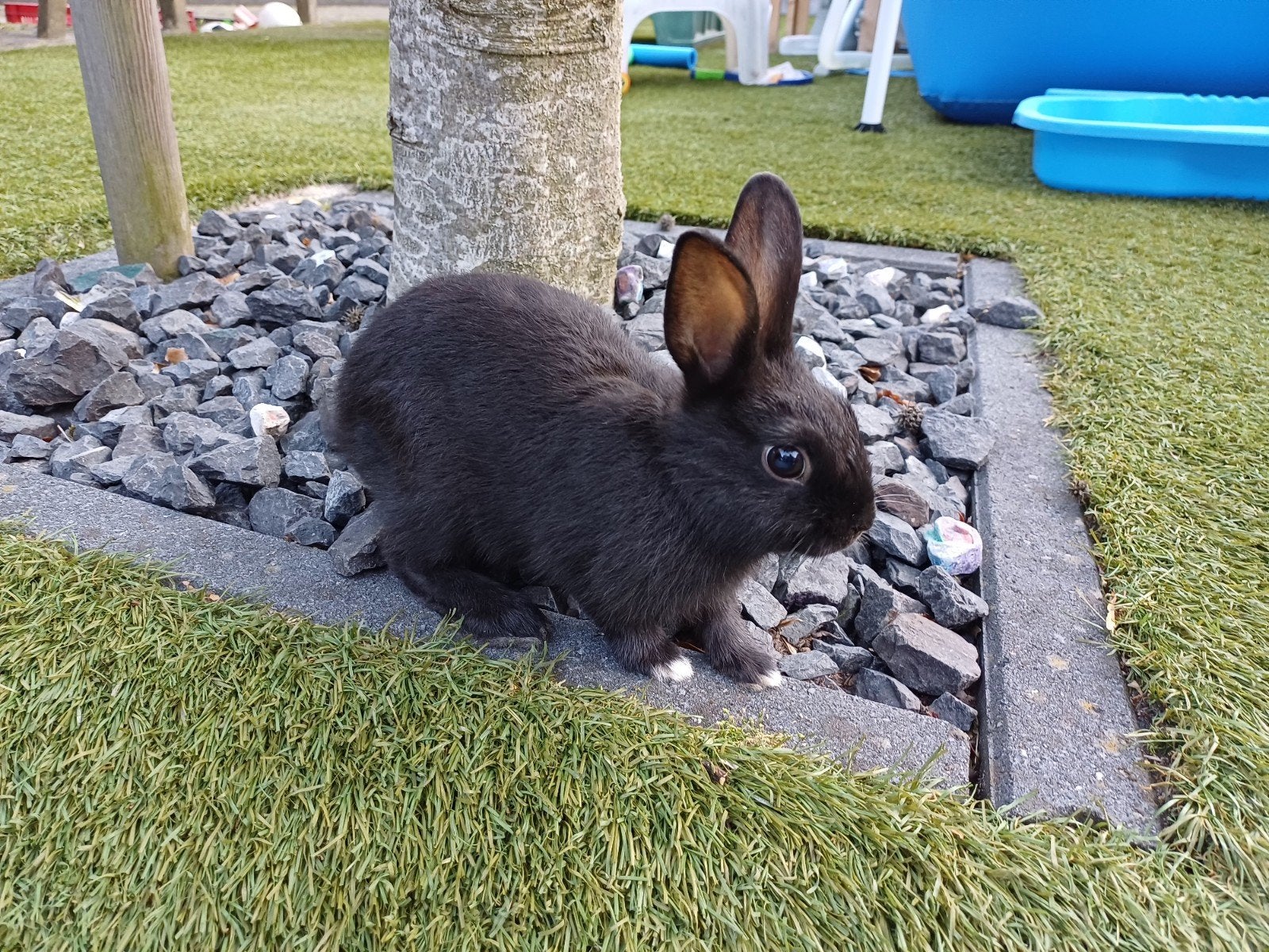 Jong konijn, Dieren en Toebehoren, Konijnen, Mannelijk