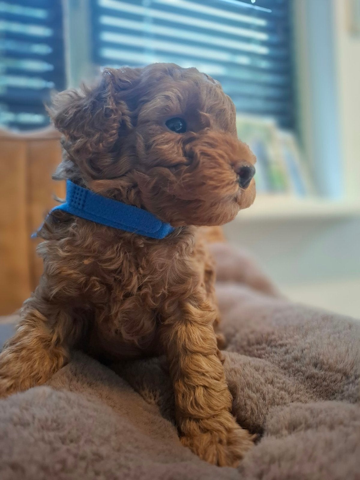 3 prachtige rode toypoedelpups, Poedel, 8 tot 15 weken, Meerdere, Meerdere dieren