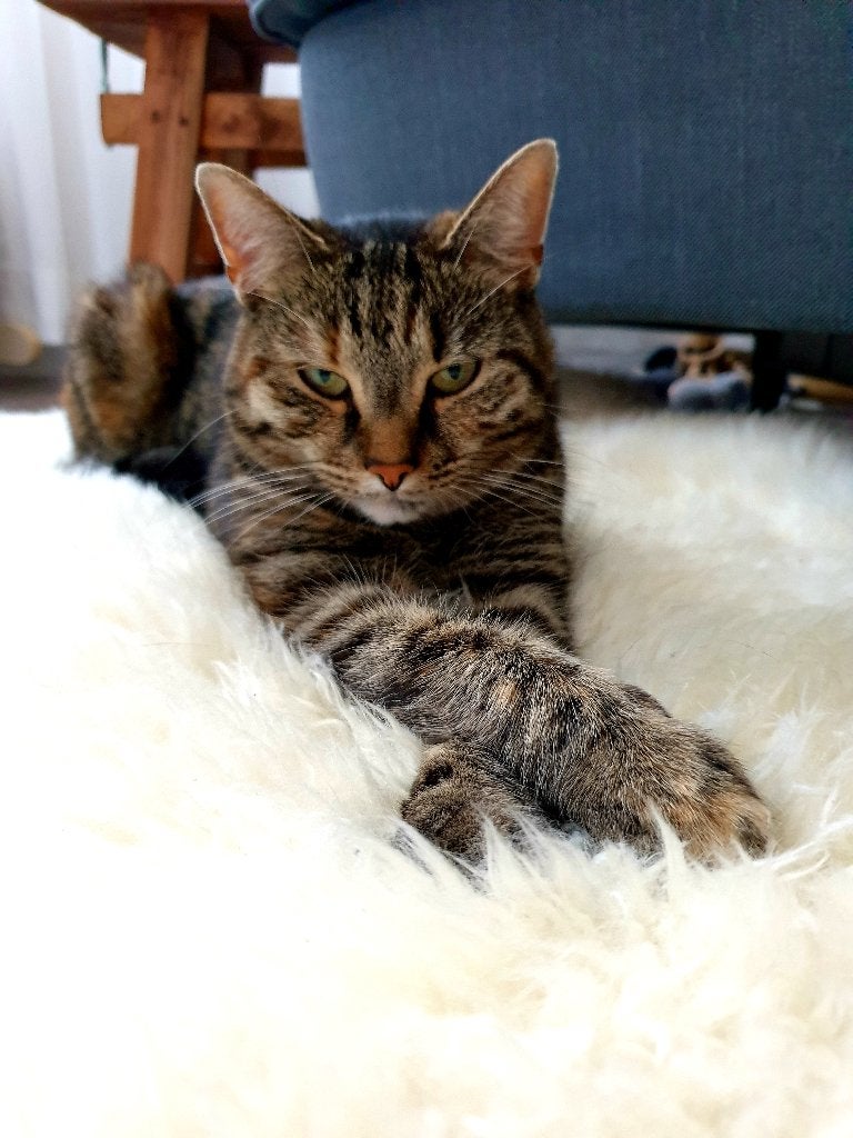 Yara (10 jaar) zoekt een fijne plek met veel ruimte, Dieren en Toebehoren, Poes, Kortharig, 6 jaar of ouder