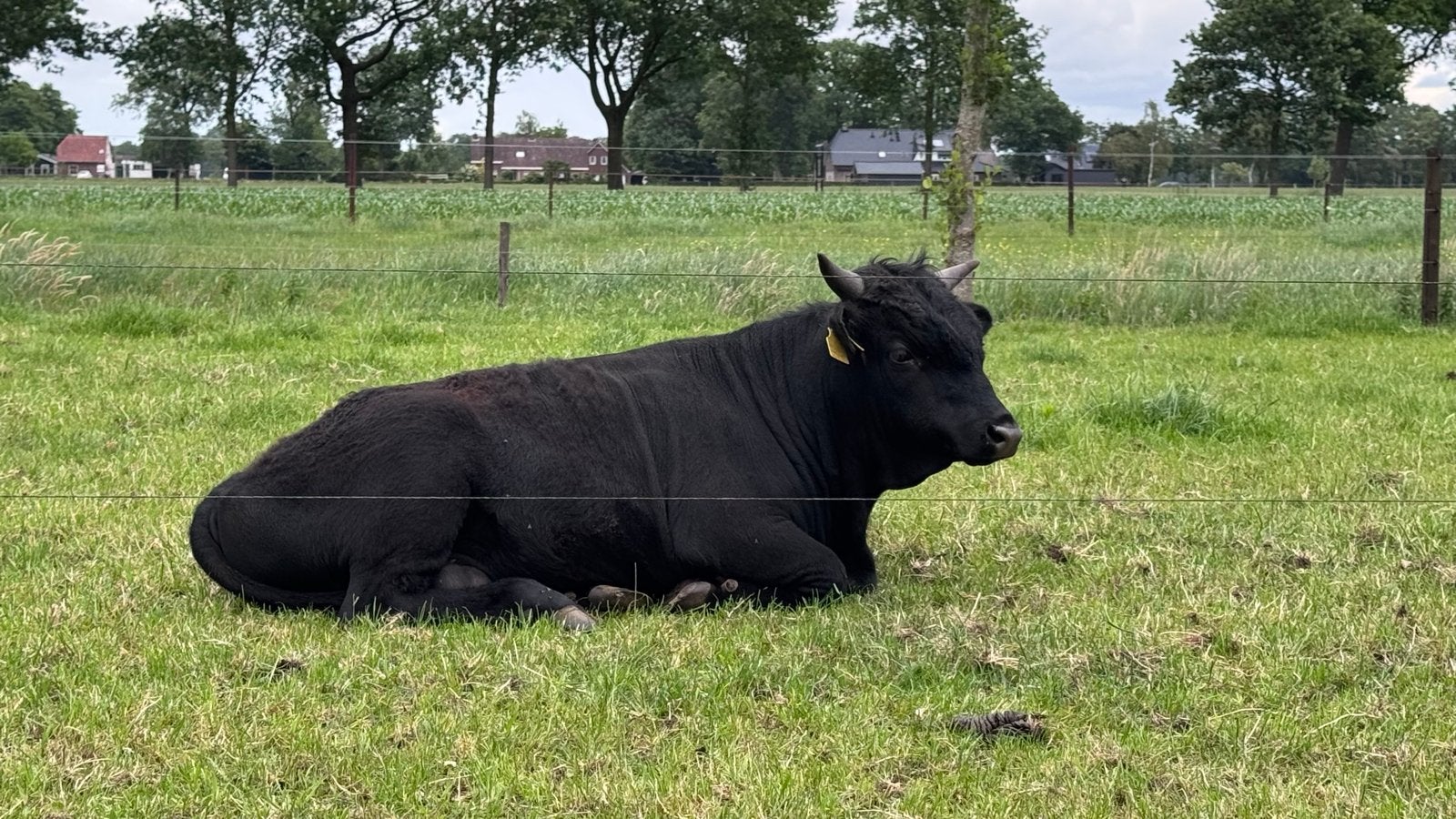 Mooie en goed gebouwde Dexter stier aangeboden., Mannelijk