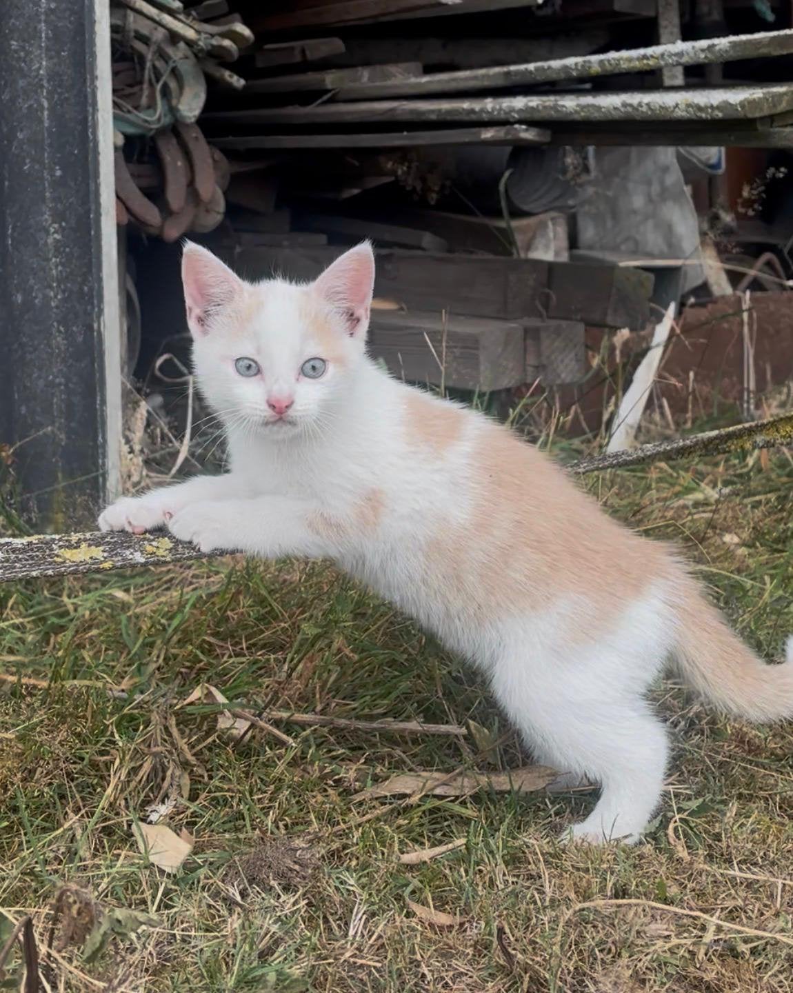 Kitten te koop., Dieren en Toebehoren, Katten en Kittens | Overige Katten, Poes