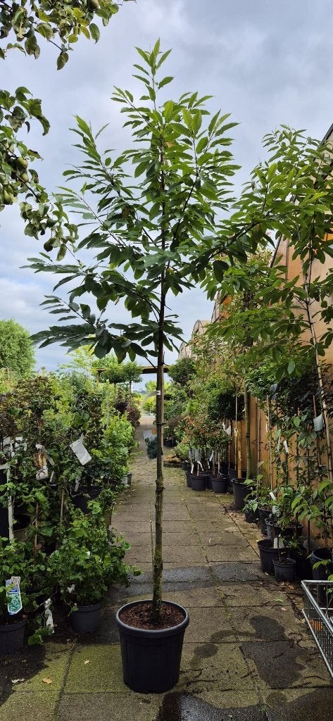 TE KOOP Tamme Kastanje - Castaea sativa, Tuin en Terras, Planten | Bomen, Overige soorten, Lente, 100 tot 250 cm, Ophalen