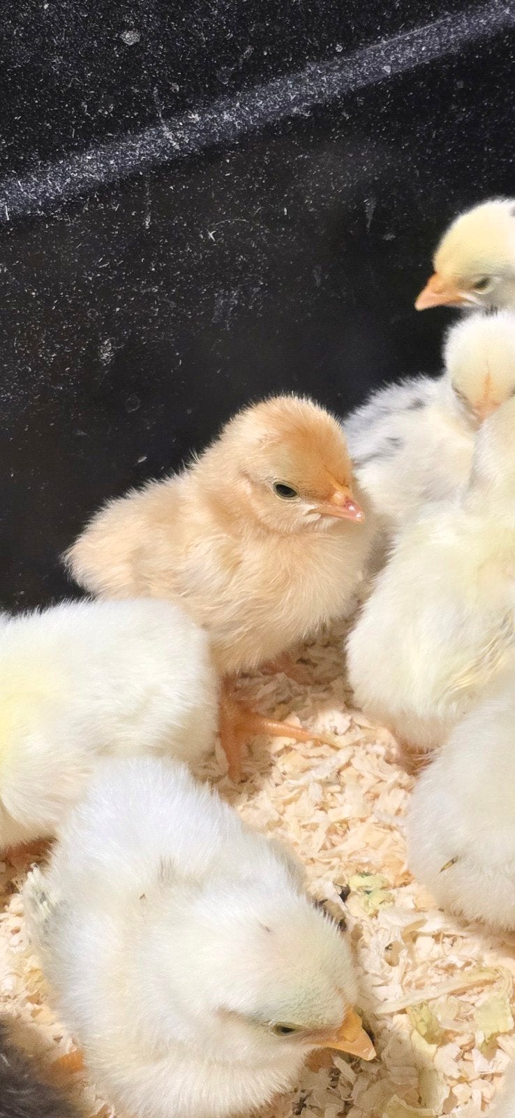 chabo kuikens en enkele zijdehoen, Dieren en Toebehoren, Meerdere dieren, Kip