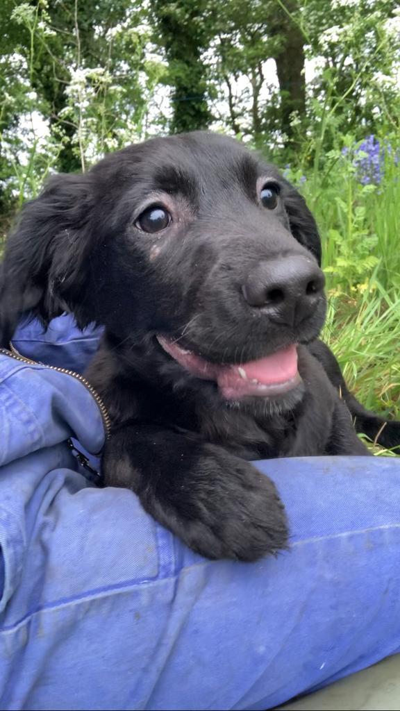 Laatste reutje stabij x schapendoes x golden retriever, 15 weken tot 1 jaar, Reu, Parvo, Meerdere