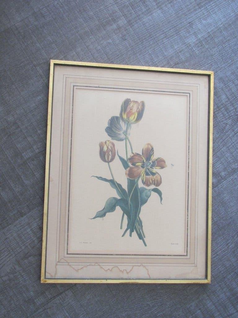 Tulpen - Jean Louis Prévost, 50 – 75, Minder dan 50 cm, Oorspronkelijke maker, Overige typen
