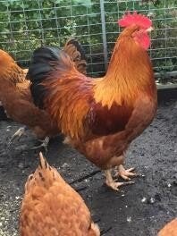 wie heeft er een jonge new hampshire kriel haan?, Dieren en Toebehoren, Pluimvee, Mannelijk, Kip