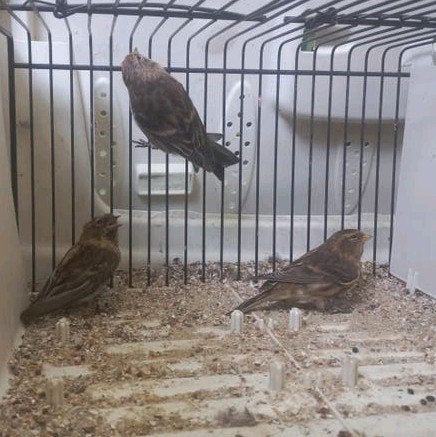 trio Cabaret barmsijzen, Dieren en Toebehoren, Vogels | Overige Vogels, Meerdere dieren, Wildzangvogel, Geringd
