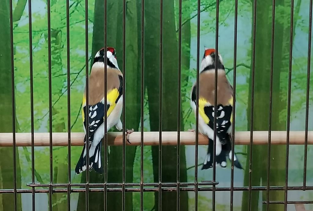 Gezocht tropische en of volière vogels., Meerdere dieren