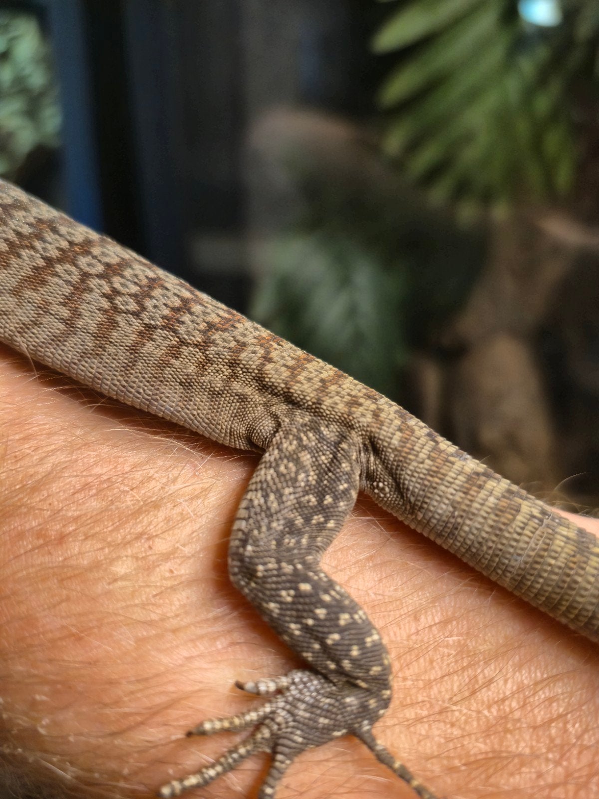 Varanus tristis tristis 1.0 NK25 Monitor Lizard photo 5