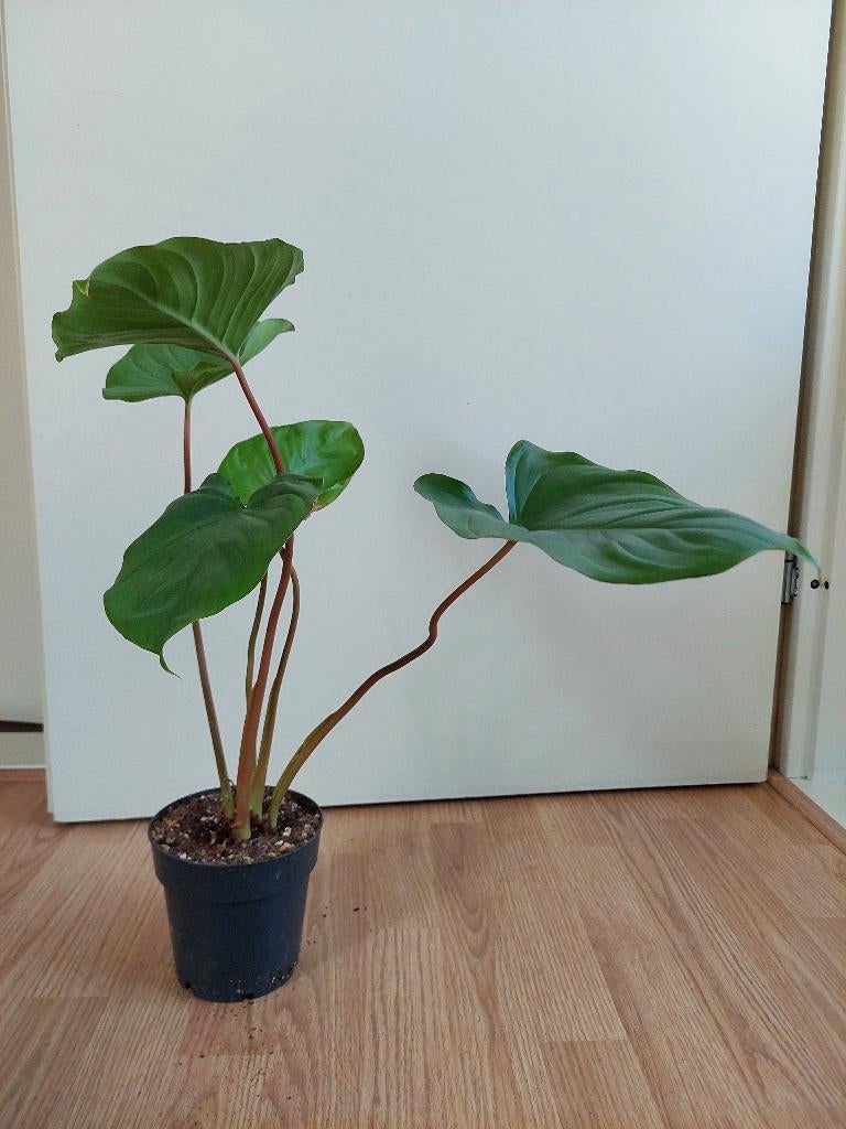 Homalomena Rubescens Maggy - Homalomena H: 48 cm., Ophalen, Overige soorten, Halfschaduw, Minder dan 100 cm