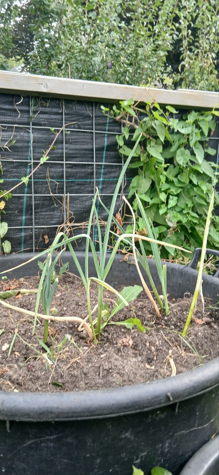 Verse preiplanten voor uw moestuin, Tuin en Terras, Planten | Tuinplanten, Ophalen of Verzenden, Eenjarig, Groenteplanten, Volle zon