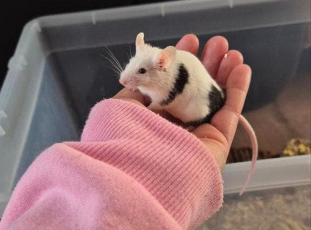 3 tamme mannetjes muizen, Dieren en Toebehoren, Knaagdieren, Muis, Mannelijk, Januari, Tam