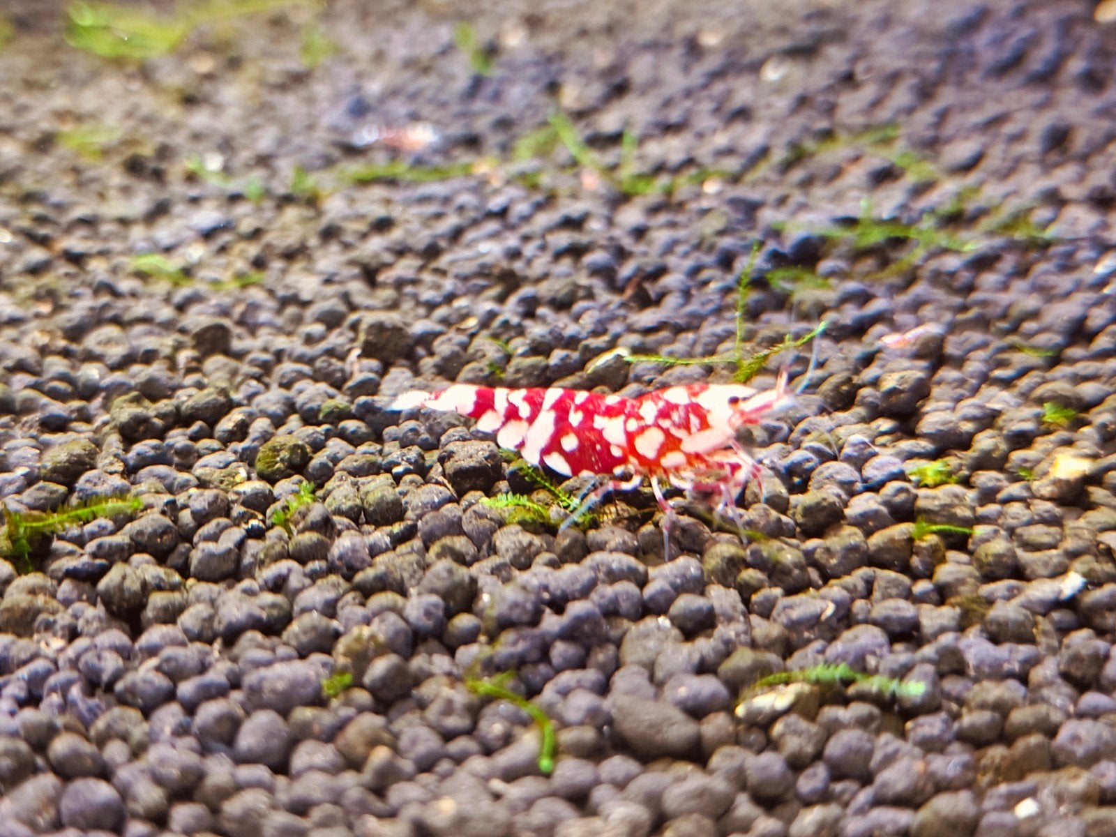 Garnalen Red Fancy tiger, Kreeft, Krab of Garnaal
