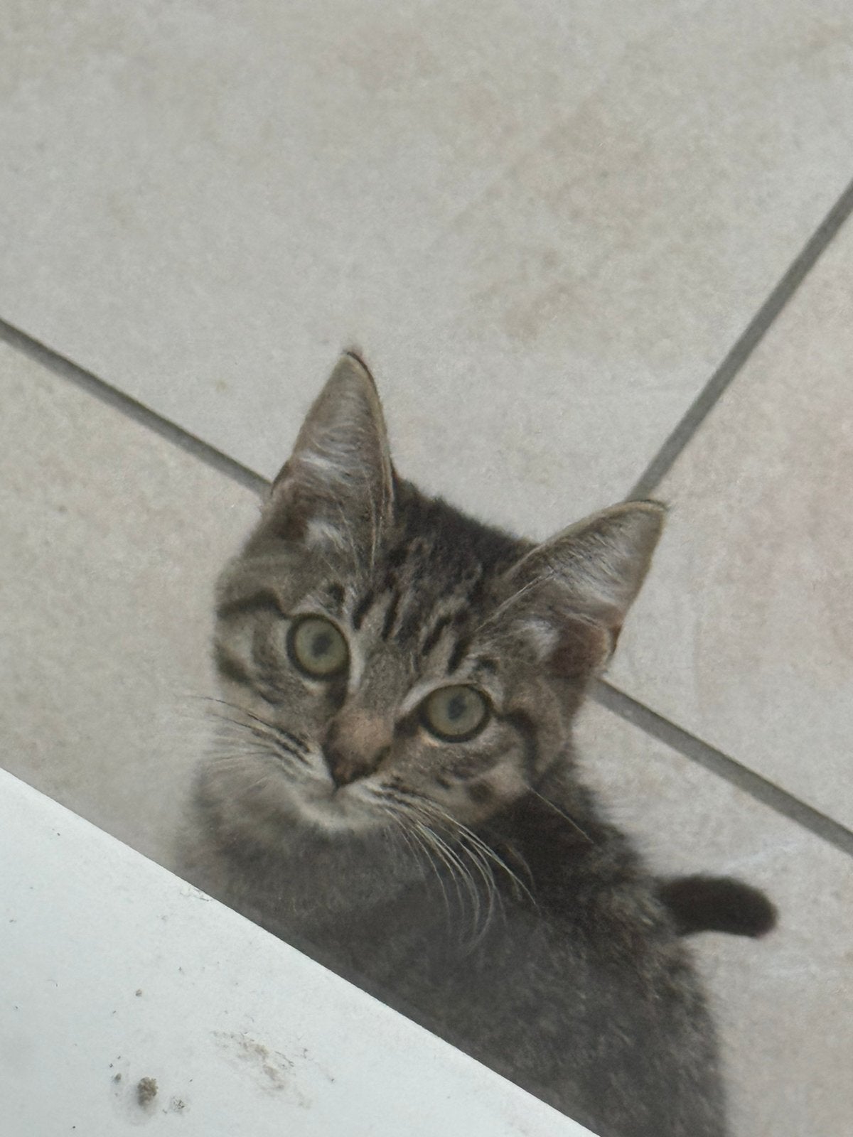 2 poesjes ragdoll kruising 11 weken oud beschikbaar, Meerdere dieren, Ontwormd, 0 tot 2 jaar
