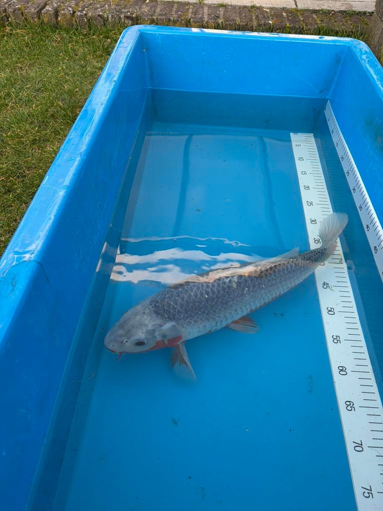 Koi Asagi, Karper of Koi