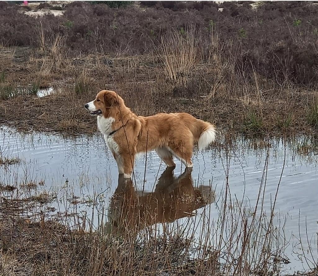 Pups Leonberger / pyreneese berghond / berner kruising, Dieren en Toebehoren, Honden | Niet-rashonden, Parvo, 8 tot 15 weken, Groot