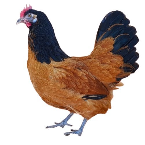 Legkippen Raskippen Krielkippen Sussex Isa Brown Wyandotte, Dieren en Toebehoren, Pluimvee, Vrouwelijk, Kip