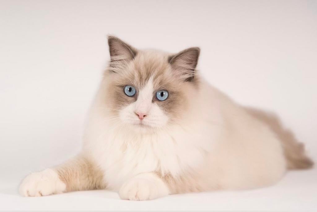 Terdekking: Ragdoll Blue Bicolor met stamboom