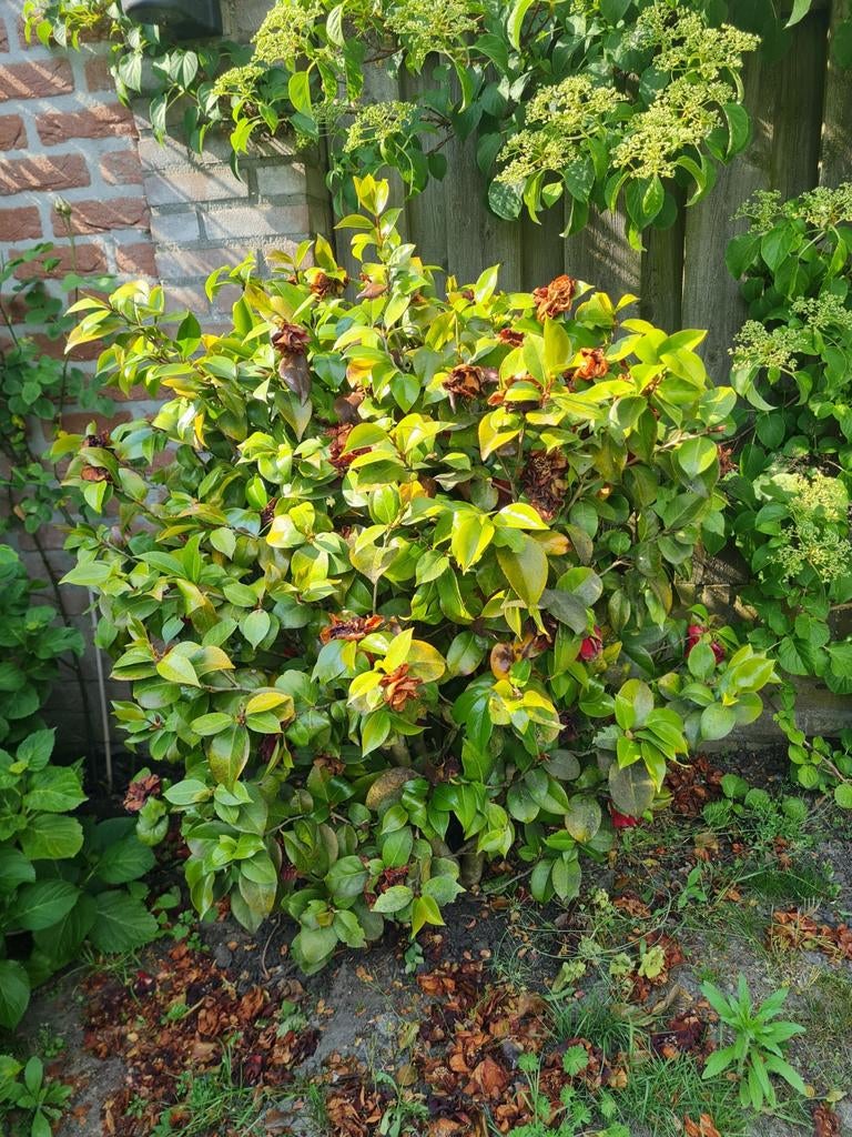 Grote camelia, rode bloemen, Ophalen, Overige soorten