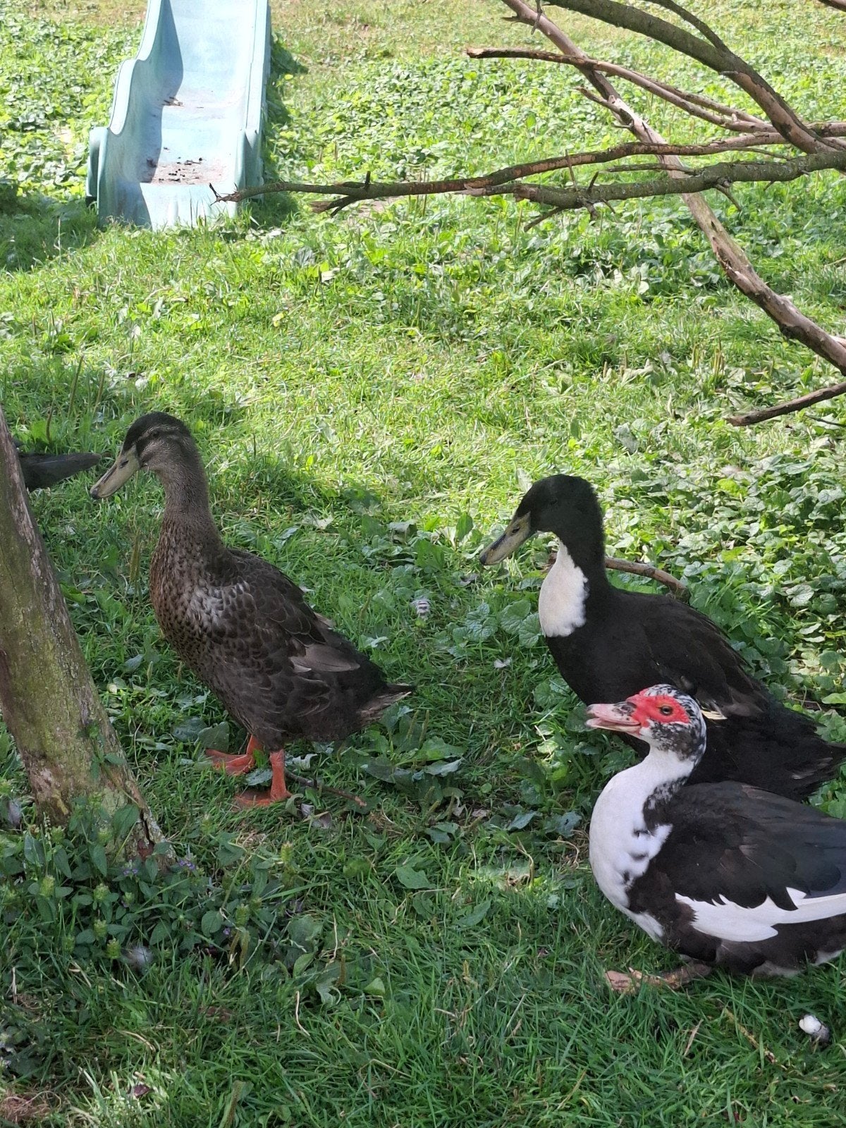 Loopeenden, Dieren en Toebehoren, Pluimvee, Mannelijk, Eend