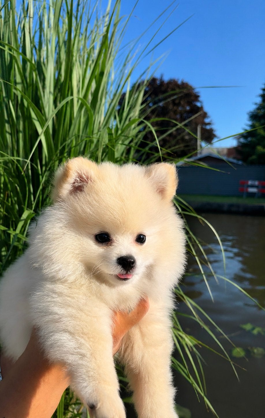Pomeriaan bear face puppy’s, Dieren en Toebehoren, Parvo, Keeshond, 8 tot 15 weken, Meerdere