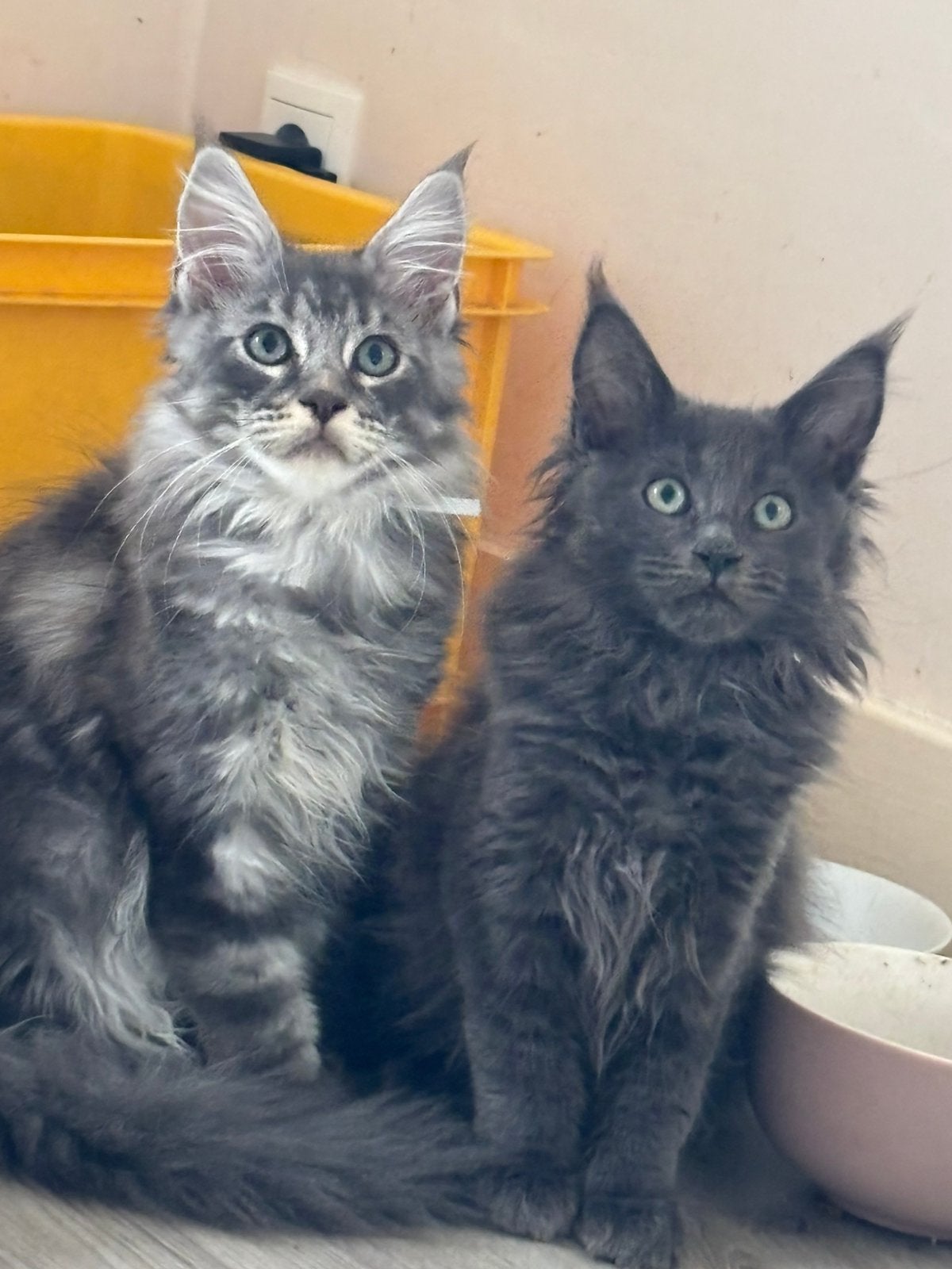 Mooie en Sociale Maine Coon kittens tekoop, Dieren en Toebehoren, Katten en Kittens | Raskatten | Langhaar, Meerdere dieren, Gechipt