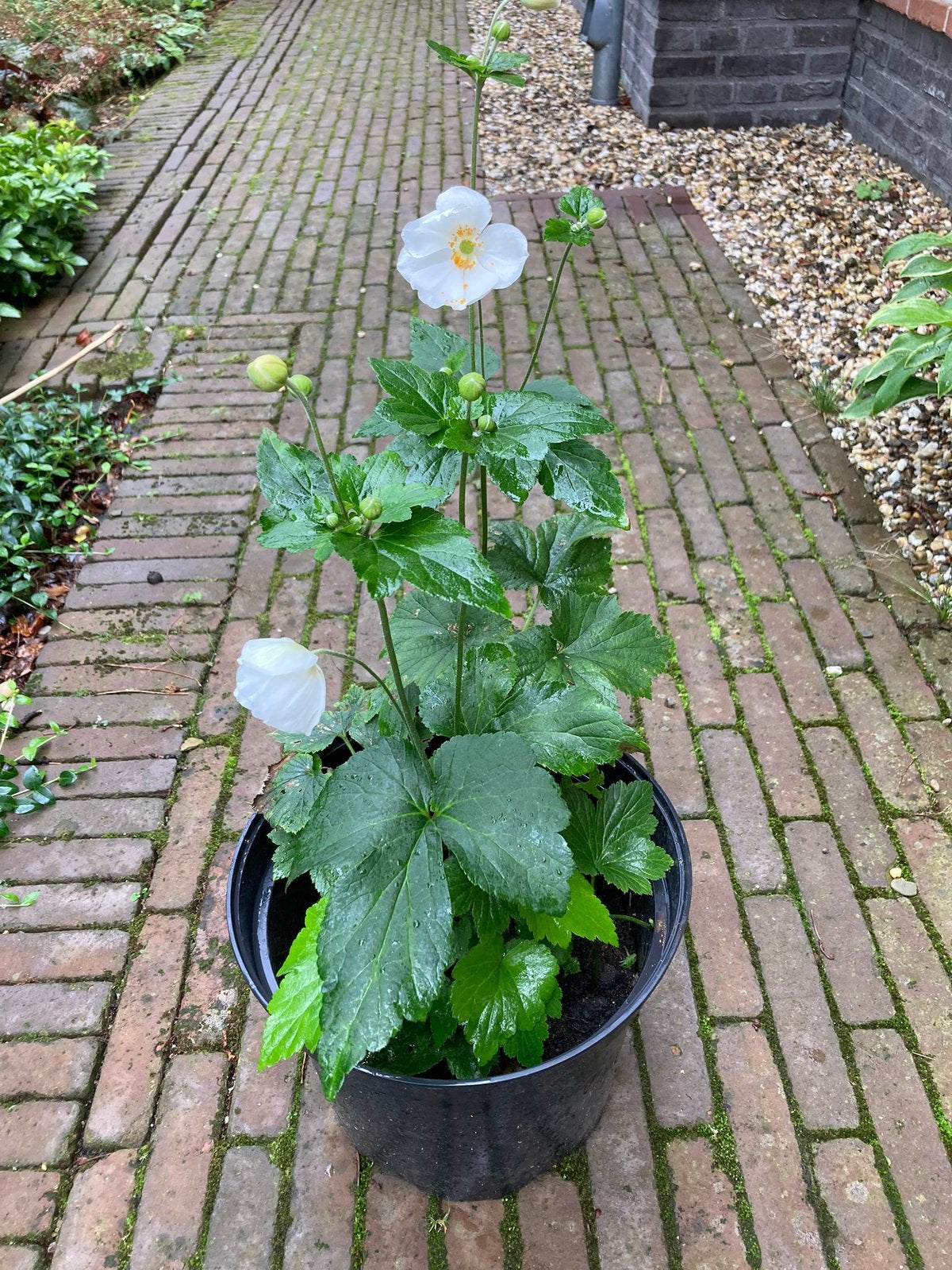 Annemoon, Tuin en Terras, Ophalen, Overige soorten, Halfschaduw