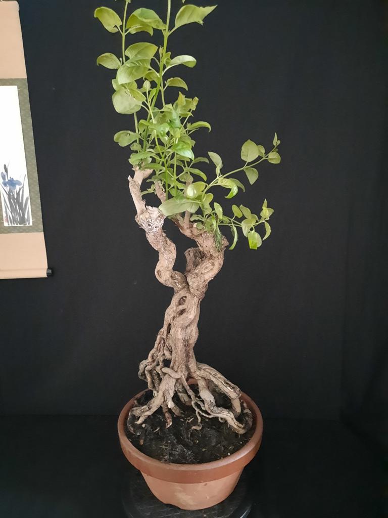 Bonsai Sering, Tuin en Terras, Planten | Bomen, Ophalen
