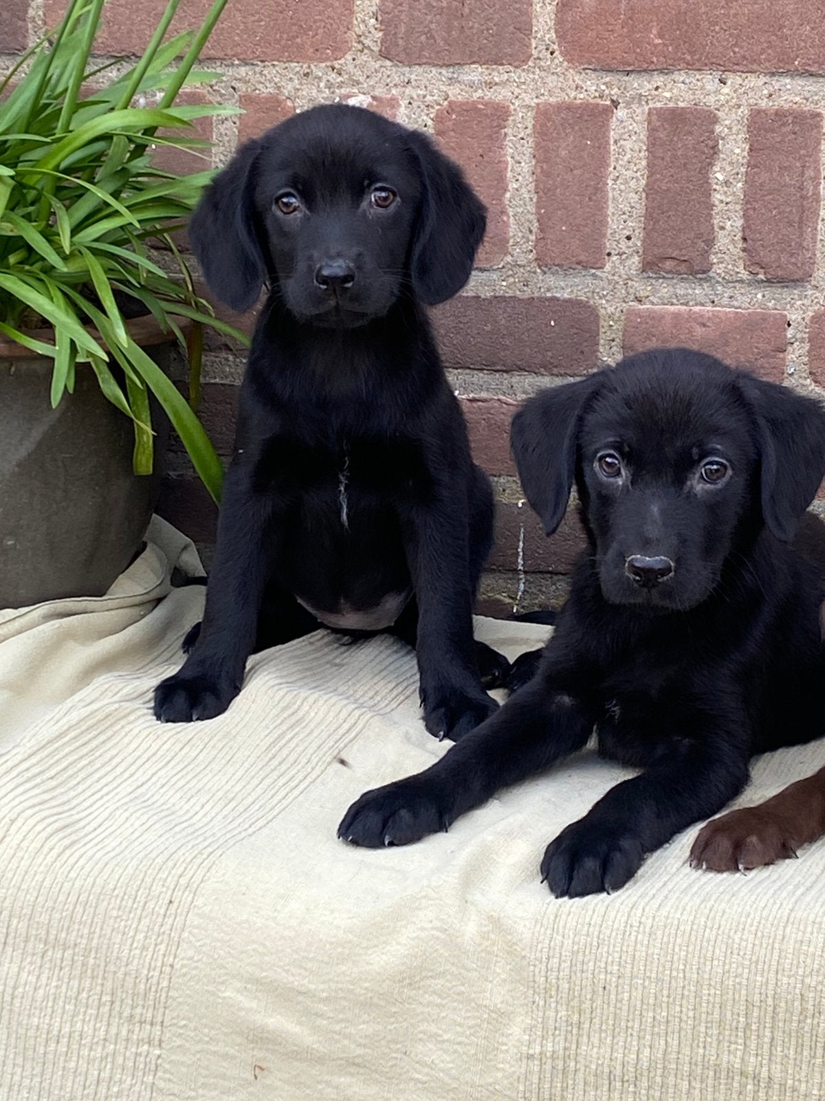 Hele mooie LABRADOR x FRIESE DRABIJ pups, Parvo, Nederland, 8 tot 15 weken, Meerdere