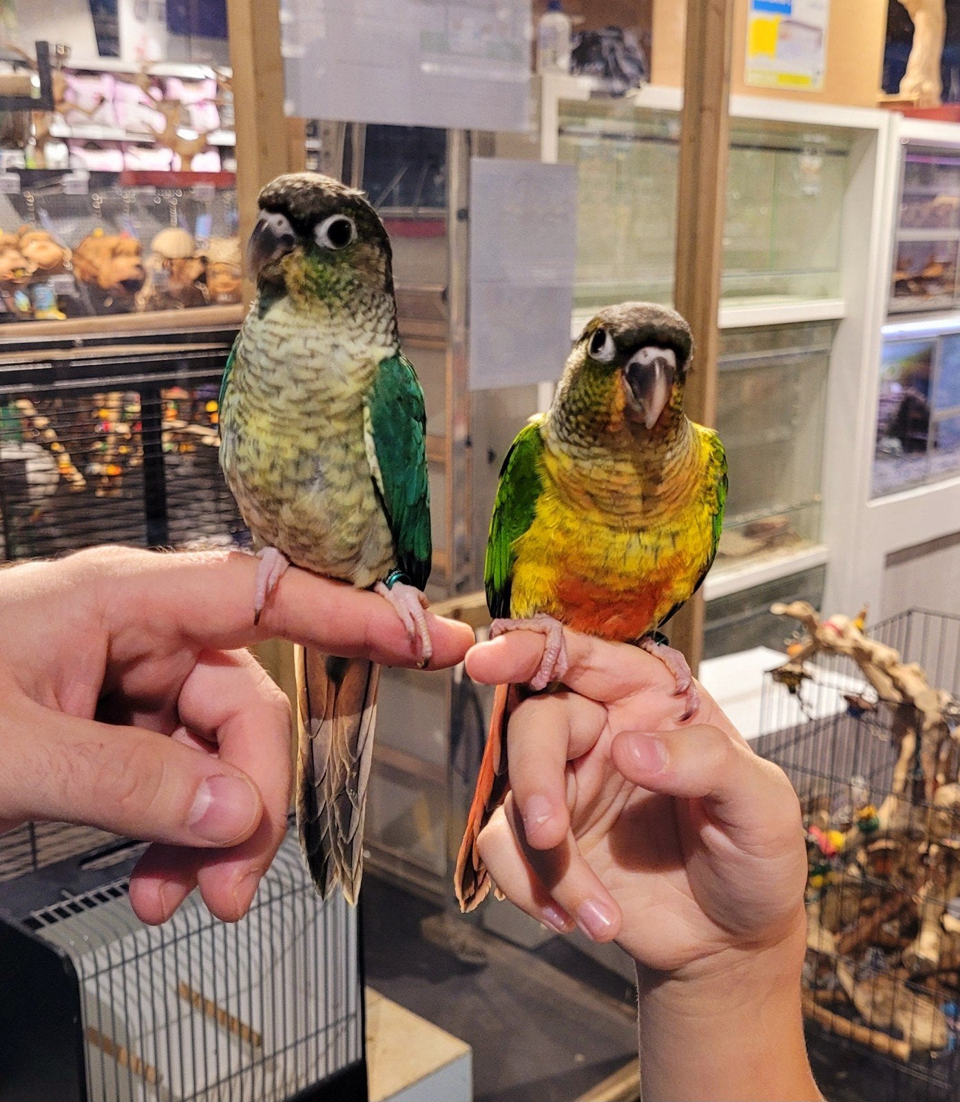 Pyrrhuras super lief en super tam met dna., Meerdere dieren, Tam