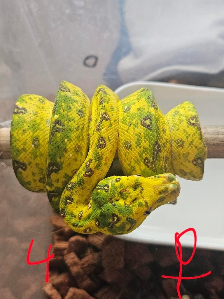 reservationreservation Snakeday Morelia viridis biak 2024 Green Tree Python photo 12