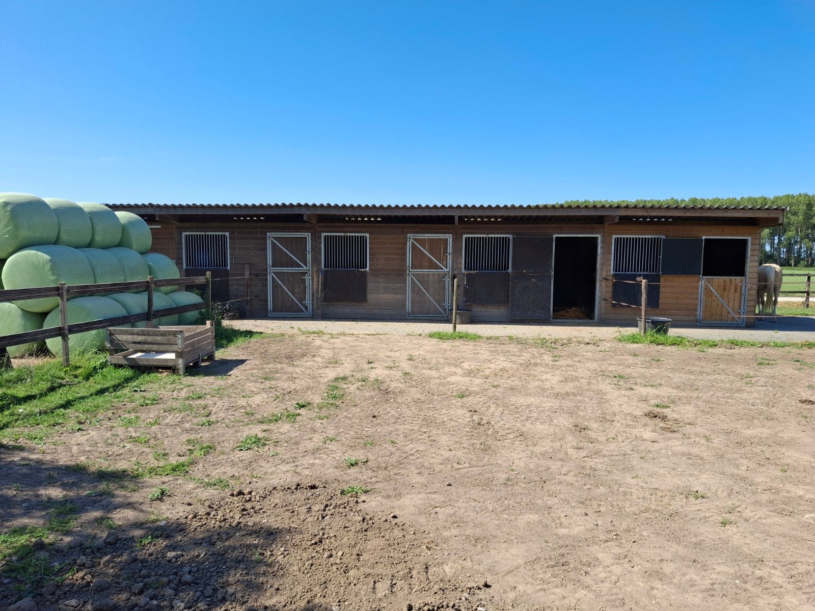 Paarden, Hengst, 0 tot 2 jaar