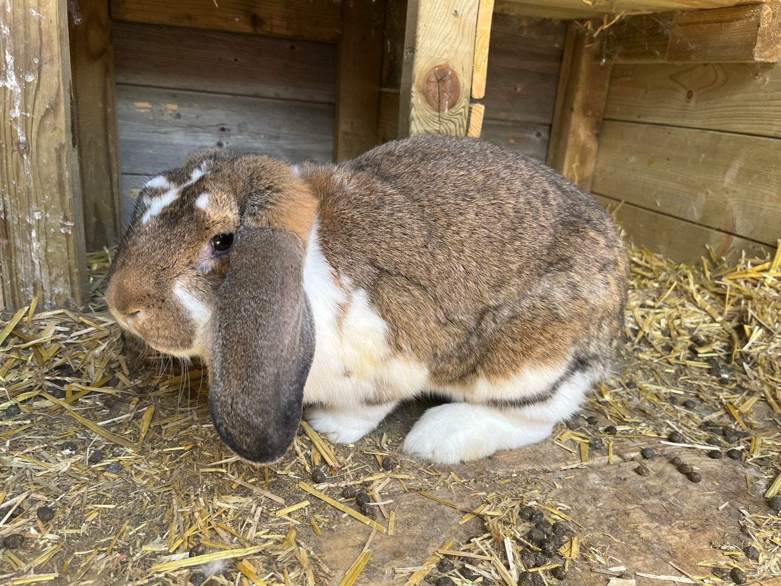 Franse hangoor voedster, Dieren en Toebehoren, Konijnen, Vrouwelijk, Groot, Hangoor, 0 tot 2 jaar