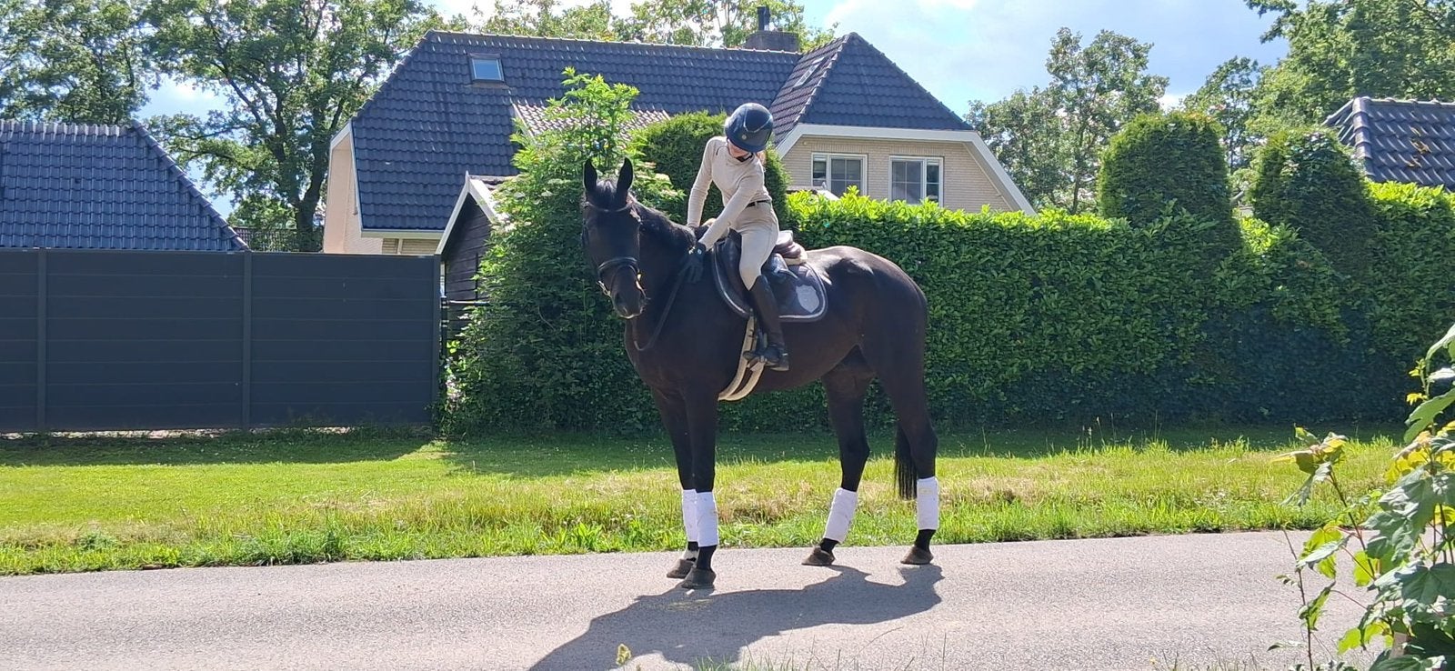 5 jarige ruin allround paard, Ophalen, Dressuur