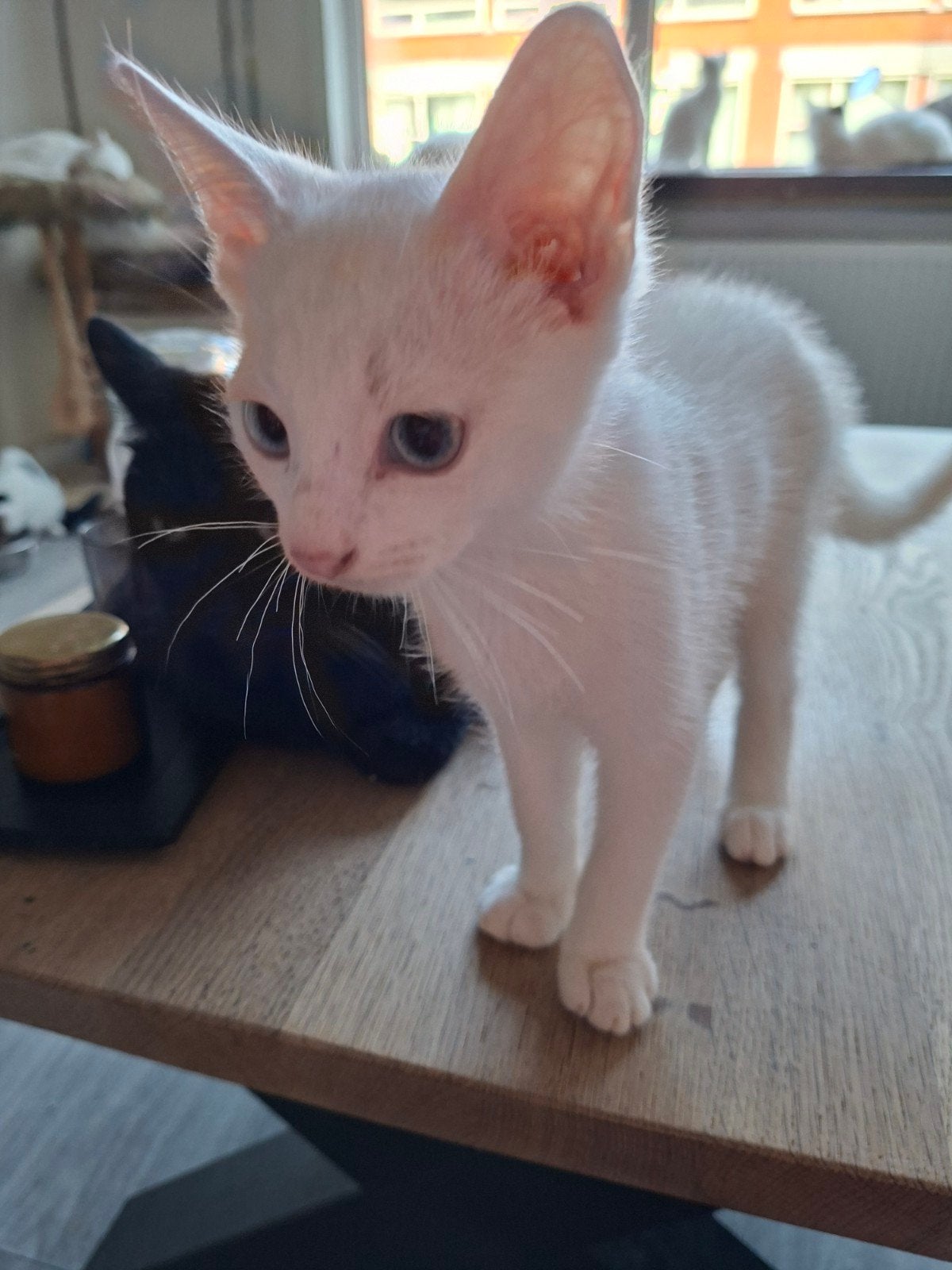 Lieve aanhankelijke kittens 12 wkn oud, Poes