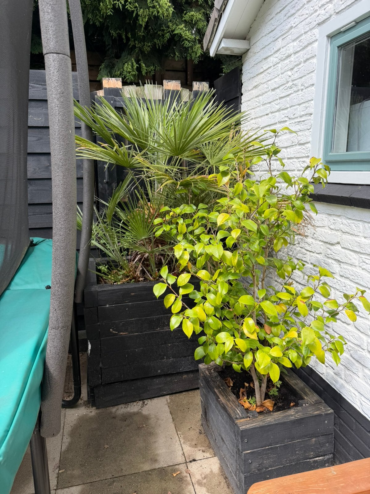 Gratis palmboom en anders boompje, Ophalen, Overige soorten, Volle zon